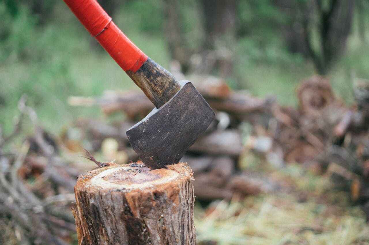 Large Tree Removal in Mississippi State, MS